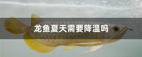 夏天龍魚不愛吃食：夏天龍魚不愛吃食可能有多種原因 龍魚百科 第2張