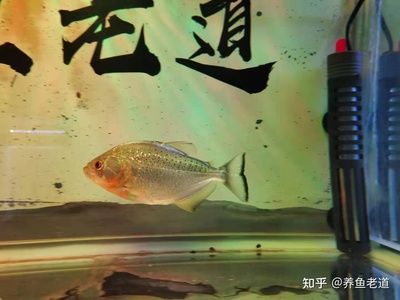 虎魚什么水質(zhì)好吃：虎魚喜歡的水質(zhì)特點(diǎn)是ph值接近中性、適度的硬度和鹽度 虎魚百科 第3張