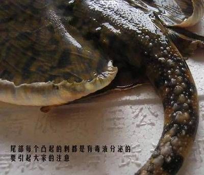 魟魚尾刺脫落后會被吃么：魟魚尾刺脫落后會被人或其他動物吃掉嗎？