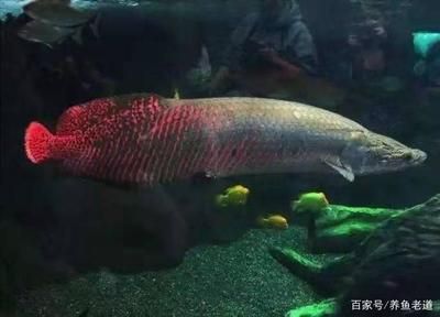 吃龍魚糞便的魚叫什么：水族館或者家庭養(yǎng)魚中會(huì)食用龍魚糞便的魚叫什么 龍魚百科 第2張