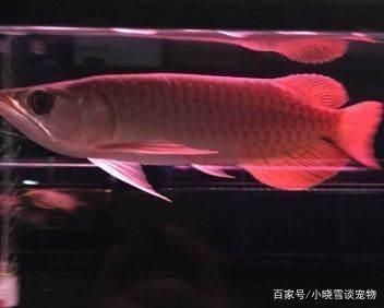 紅龍魚哪個(gè)品種好養(yǎng)一點(diǎn)