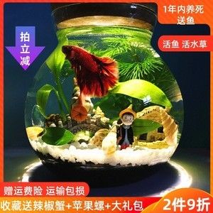 斗魚缸如何造景好看：南美缸與斗魚缸的區(qū)別 魚缸百科 第1張