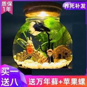 斗魚缸如何造景好看：南美缸與斗魚缸的區(qū)別 魚缸百科 第3張