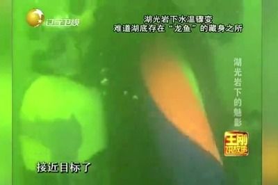 廣州變異鳳凰龍魚事件真相：變異鳳凰龍魚事件真相廣州變異鳳凰龍魚事件真相 龍魚百科 第2張