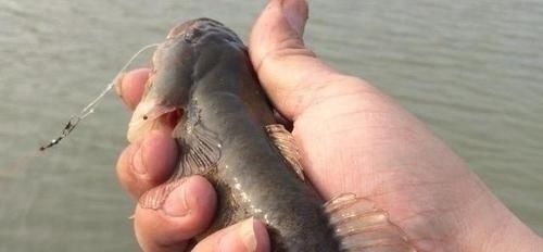 虎魚叫什么魚：虎魚叫什么魚叫什么魚叫什么魚虎魚叫什么魚 虎魚百科 第1張