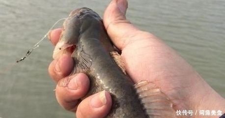 虎魚叫什么魚：虎魚叫什么魚叫什么魚叫什么魚虎魚叫什么魚 虎魚百科 第2張