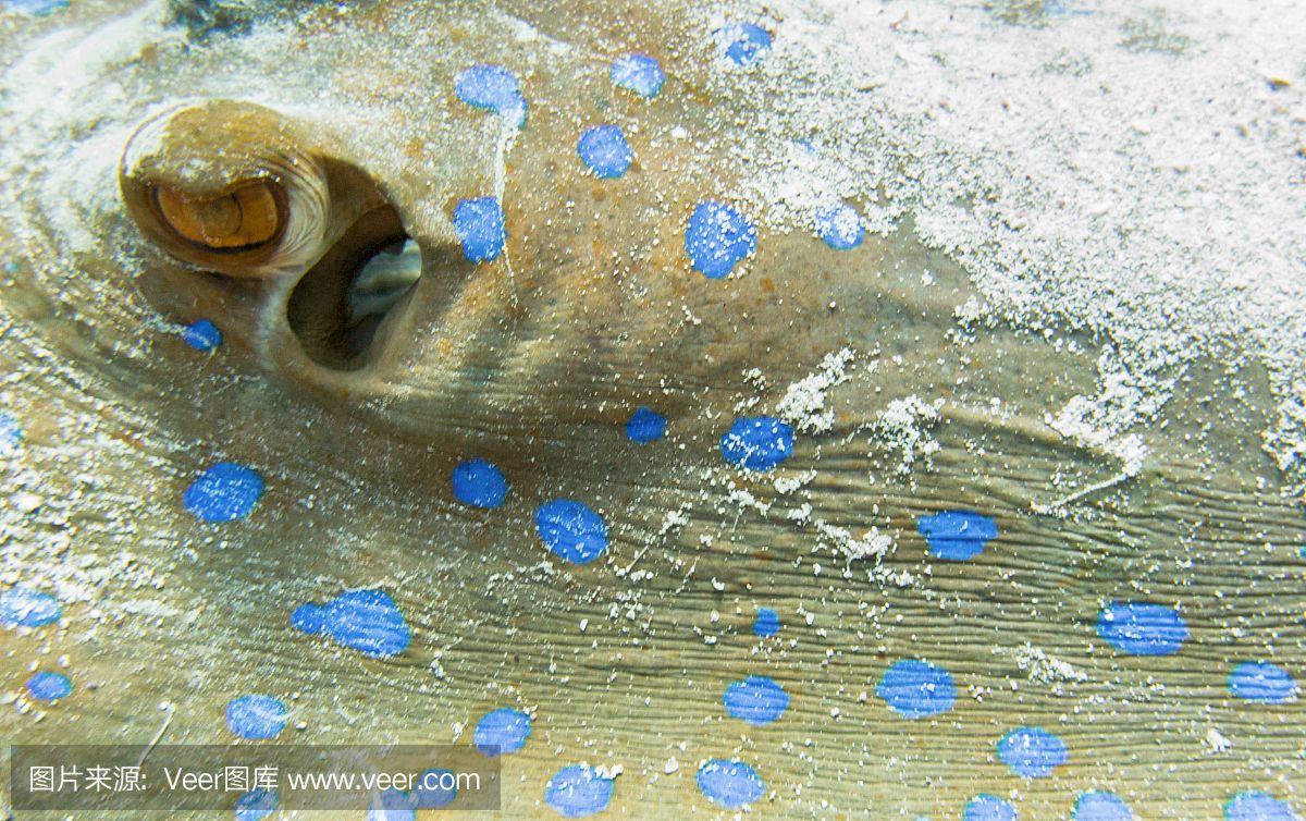 魟魚不能下鹽水嗎：魟魚可以下鹽水嗎 魟魚百科 第2張