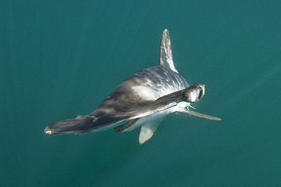 魟魚不能下鹽水嗎：魟魚可以下鹽水嗎 魟魚百科 第3張