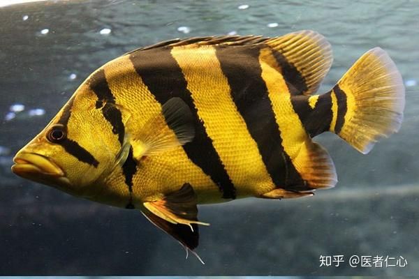 虎魚食量大不大：虎魚的食量大不大