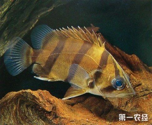 印度虎魚怎么養(yǎng)的：關(guān)于印度虎魚的飼養(yǎng)方法