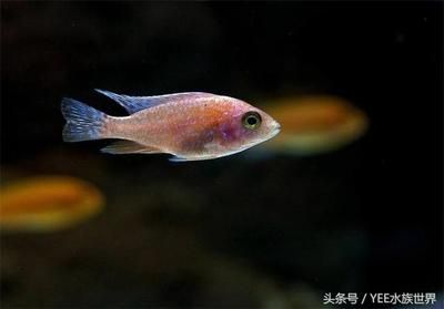 大桶水做魚缸好不好：大桶水養(yǎng)魚的優(yōu)點(diǎn)和缺點(diǎn)和缺點(diǎn)礦泉水養(yǎng)魚的優(yōu)缺點(diǎn) 魚缸百科 第1張