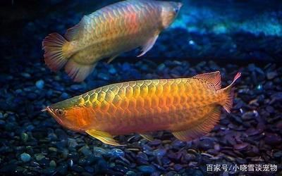 金龍魚混養(yǎng)打架怎么辦