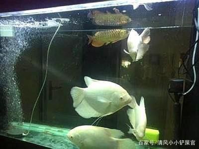 金龍魚混養(yǎng)打架怎么辦