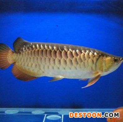 金龍魚(yú)公母鑒別方法：金龍魚(yú)的公母鑒別方法 龍魚(yú)百科 第2張