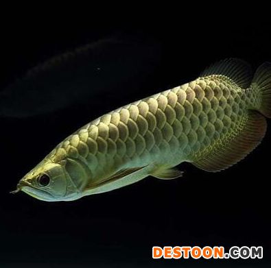 金龍魚(yú)公母鑒別方法：金龍魚(yú)的公母鑒別方法 龍魚(yú)百科 第3張