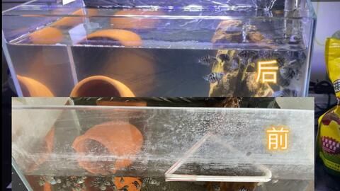 安彩魚缸怎么樣清洗水垢視頻：如何清洗魚缸水垢 魚缸百科 第4張