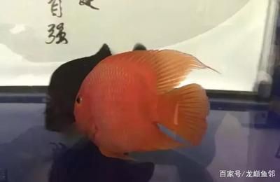 皇冠黑金魟魚甜甜圈成魚：皇冠黑金魟魚是什么魚 魟魚百科 第2張