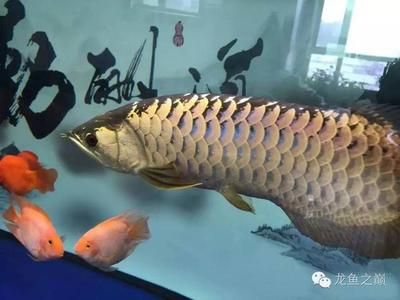 皇冠黑金魟魚甜甜圈成魚：皇冠黑金魟魚是什么魚 魟魚百科 第1張