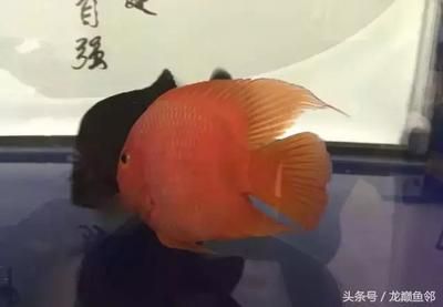 皇冠黑金魟魚甜甜圈成魚：皇冠黑金魟魚是什么魚 魟魚百科 第3張