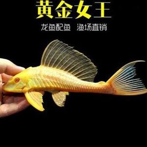 金龍魚和清道夫哪個好釣：金龍魚和清道夫哪個好釣?zāi)兀? title=