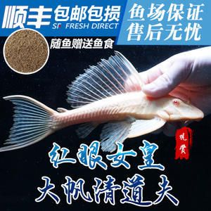 金龍魚和清道夫哪個好釣：金龍魚和清道夫哪個好釣?zāi)兀? title=