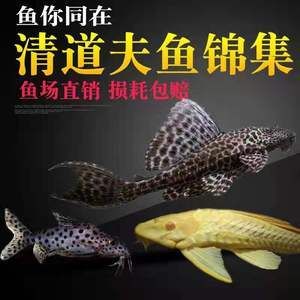 金龍魚和清道夫哪個好釣：金龍魚和清道夫哪個好釣?zāi)兀? title=