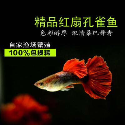 缸魚或魟魚味道：缸魚和魟魚味道各有特點