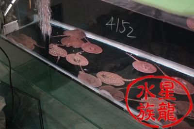 缸魚或魟魚味道：缸魚和魟魚味道各有特點(diǎn) 魟魚百科 第3張