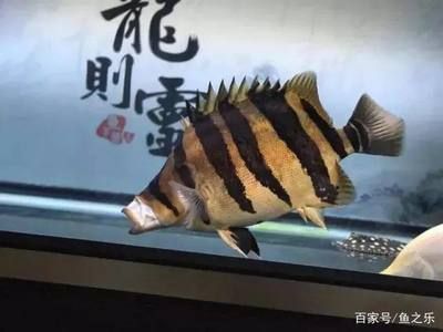 龍魚吃清道夫嗎：龍魚會吃清道夫嗎，龍魚和清道夫一起飼養(yǎng)時需考慮到這種可能性 龍魚百科 第3張