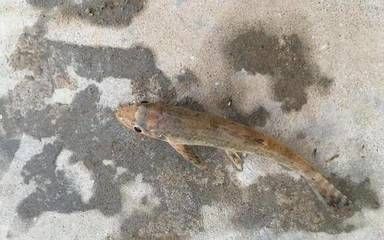 虎魚吃顆粒飼料視頻：虎魚吃顆粒飼料的視頻