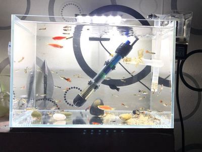 大魚缸工具魚有哪些：水族箱生態(tài)平衡、魚缸生態(tài)平衡、魚缸生態(tài)平衡的秘密 魚缸百科 第4張