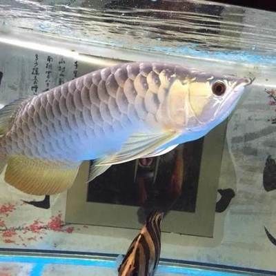 30公分的金龍魚(yú)多少錢：30公分的金龍魚(yú)多少錢30公分的金龍魚(yú)多少錢 龍魚(yú)百科 第3張