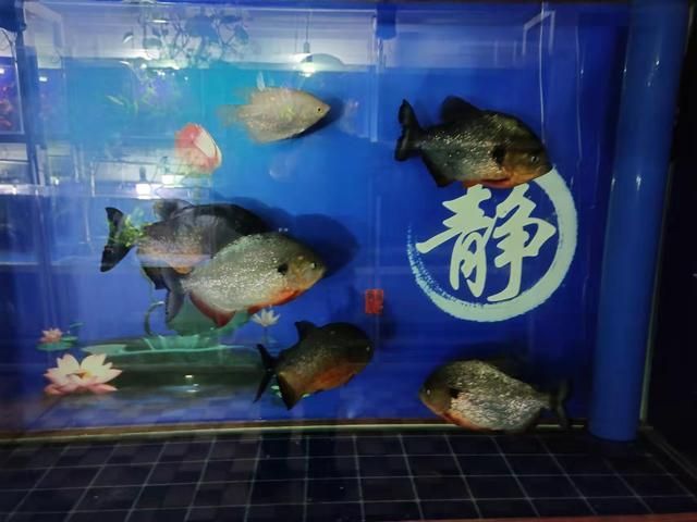 虎魚大小混養(yǎng)：在水族箱中進行虎魚的大小混養(yǎng)需要注意一些原則和技巧 虎魚百科 第3張