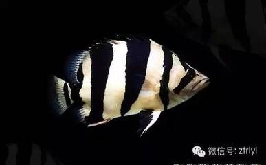 虎魚(yú)壁紙：虎魚(yú)動(dòng)態(tài)壁紙 虎魚(yú)百科 第4張