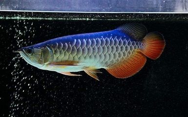 龍魚喂海蝦可以嗎？：龍魚可以喂食海蝦嗎龍魚可以喂食海蝦的嗎 龍魚百科 第1張