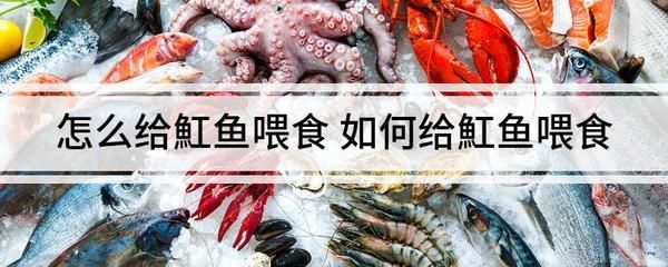 小魟魚出生幾天開始喂食：小魟魚出生后6天左右開始接受喂食時(shí)間，喂食注意事項(xiàng) 魟魚百科 第3張