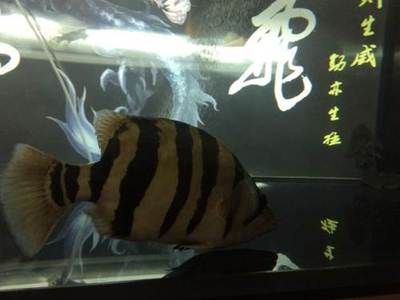 印尼虎四紋為什么不值錢了：印尼虎四紋為什么不值錢 虎魚百科 第3張