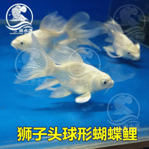 魟魚多久長大成型啊視頻：魟魚的成長周期 魟魚百科 第2張