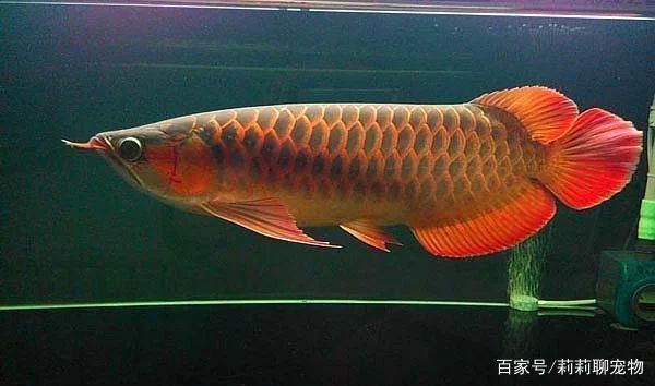 龍魚多大養(yǎng)最好看：養(yǎng)龍魚最好選擇在小龍魚體長15-20厘米之間開始 龍魚百科 第2張