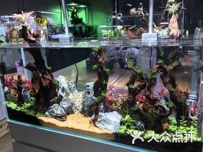 大型魚缸造景簡單嗎：大型魚缸造景方法