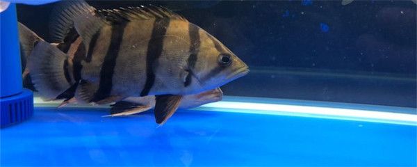 6厘米小虎魚喂什么：6厘米小虎魚的理想食物 虎魚百科 第2張