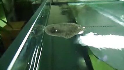 魟魚變白：[需手動填充]魚為什么會變白？ 魟魚百科 第2張