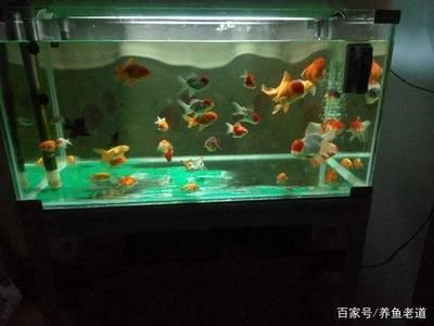 玻璃魚缸用什么玻璃膠：優(yōu)質(zhì)魚缸玻璃膠品牌推薦 魚缸百科 第3張