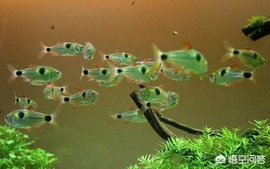 十厘米的虎魚能吃小魚嗎：10公分的虎魚可以喂食小魚、泥鰍、蝦等餌料,但是要注意 虎魚百科 第1張