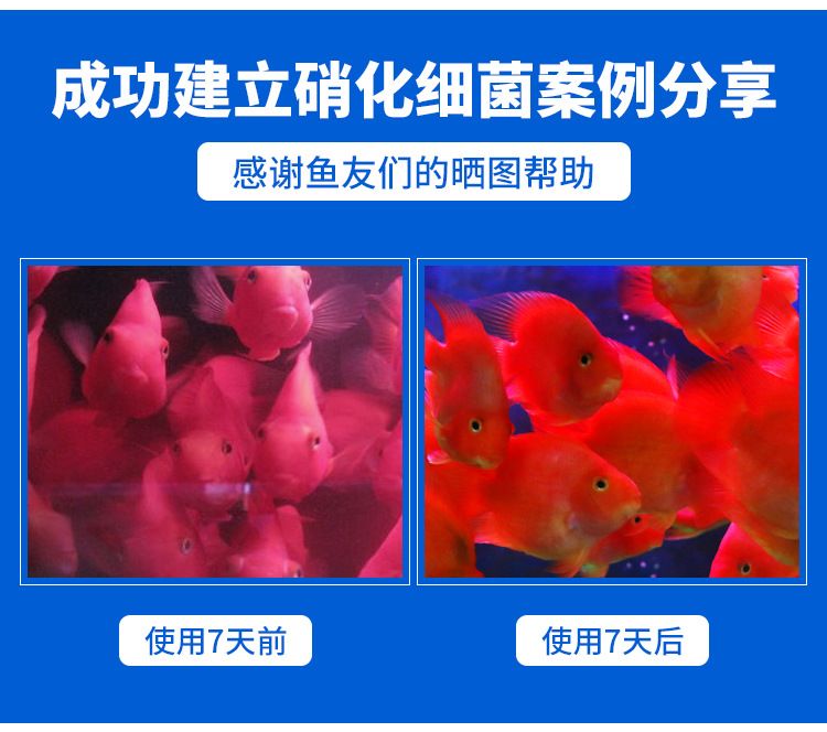 龍魚急救成功案例：龍魚急救成功案例， 龍魚百科 第2張