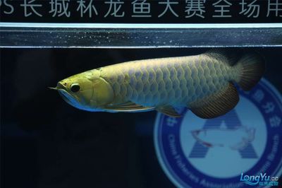 2024長(zhǎng)城龍魚(yú)錦標(biāo)賽：2024“長(zhǎng)城杯”世界龍魚(yú)錦標(biāo)賽冠軍賣(mài)價(jià)108萬(wàn) 龍魚(yú)百科 第3張