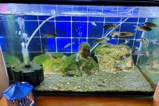 新買的龍魚入缸注意什么細(xì)節(jié)：新買的龍魚入缸時(shí)需要注意什么細(xì)節(jié) 龍魚百科 第1張