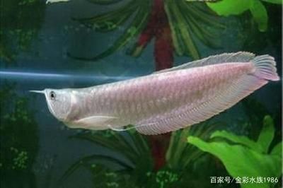 龍魚最好的食物有哪些品種：龍魚最佳的食物品種 龍魚百科 第2張