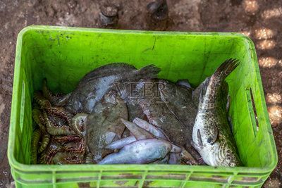 魟魚(yú)吃飼料魚(yú)嗎：魟魚(yú)是吃飼料魚(yú)的，魟魚(yú)吃飼料魚(yú)嗎 魟魚(yú)百科 第3張