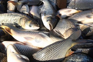 魟魚(yú)吃飼料魚(yú)嗎：魟魚(yú)是吃飼料魚(yú)的，魟魚(yú)吃飼料魚(yú)嗎 魟魚(yú)百科 第1張